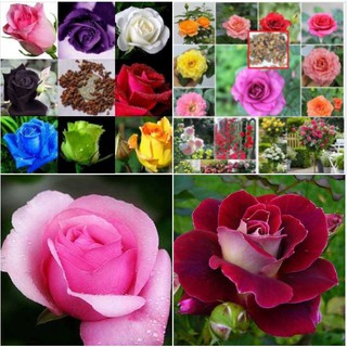 20 Hạt giống hoa hồng hà lan mix màu (Kèm kích thích hạt nảy mầm)