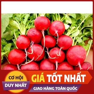 Hạt Giống Củ Cải Đỏ F1 (5GR)