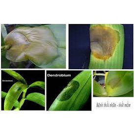 Chế phẩm trừ bệnh sinh học Nano chitosan / thuốc trừ bệnh héo xanh thối nhũn Elcarin cho cây trồng