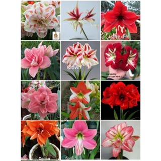 Củ giống huệ ngoại. Tên hoa shop tag trên ảnh ạ.