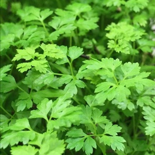CÂY NGÒ RÍ TÂY - VERTISSIMO CHERVIL SEED