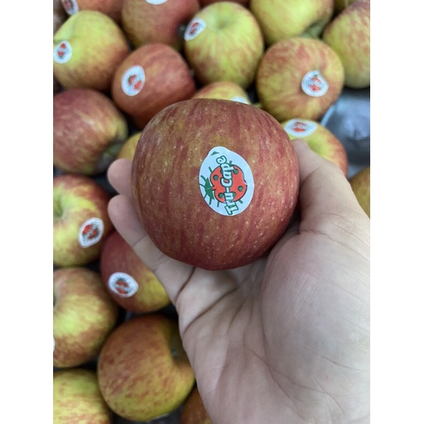 Táo túi Nam Phi Bịch 3kg