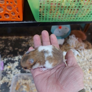 Hamster bear (tam thể)