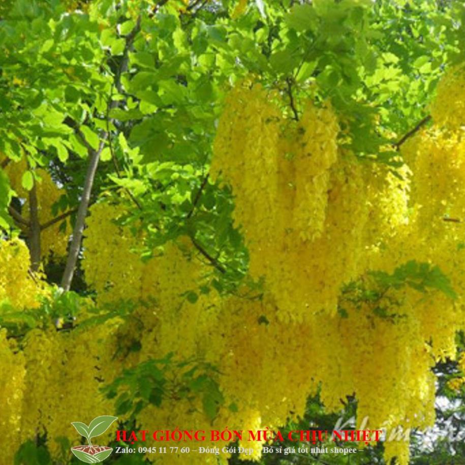 Hạt Hoa Muồng Hoàng Yến ( OSAKA VÀNG ) - Loài Hoa Đẹp, Tươi Tắn, Được Mệnh Danh " Loài Hoa Thế Kỷ "