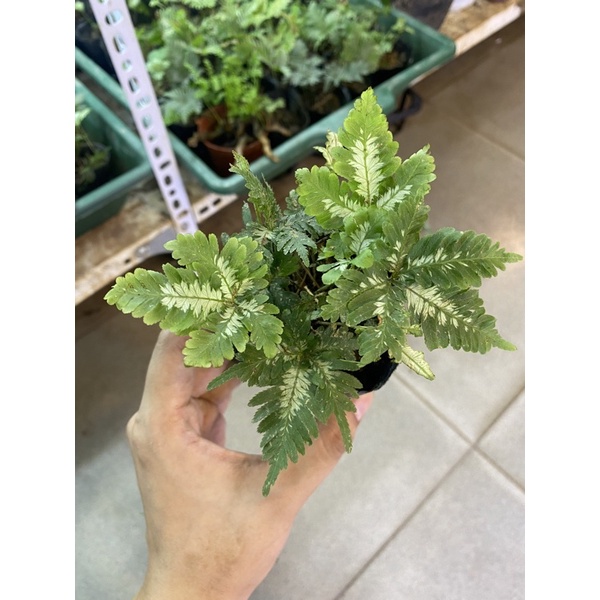 Cây dương xỉ var bán cạn