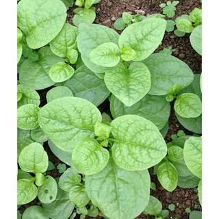 Hạt giống mồng tơi 500gam