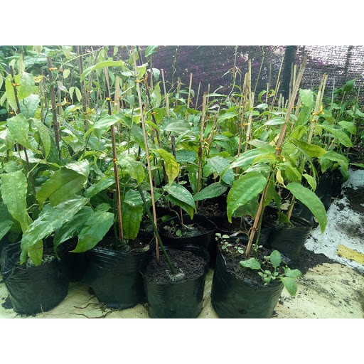 Cây giống Móng cọp vàng , cây cao 50-60cm, hoa vàng