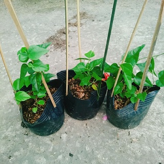 Cây Sương Sâm Lá Trơn
