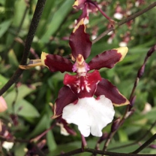 Hoa lan vũ nữ baby cây trưởng thành