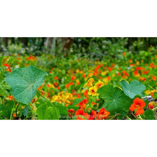 Hạt Giống Hoa Sen Cạn F1 loại mix nhiều màu hoa nở đẹp dễ trồng