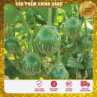 Hạt Giống cà bát ta da ếch dễ trồng chậu thùng xốp