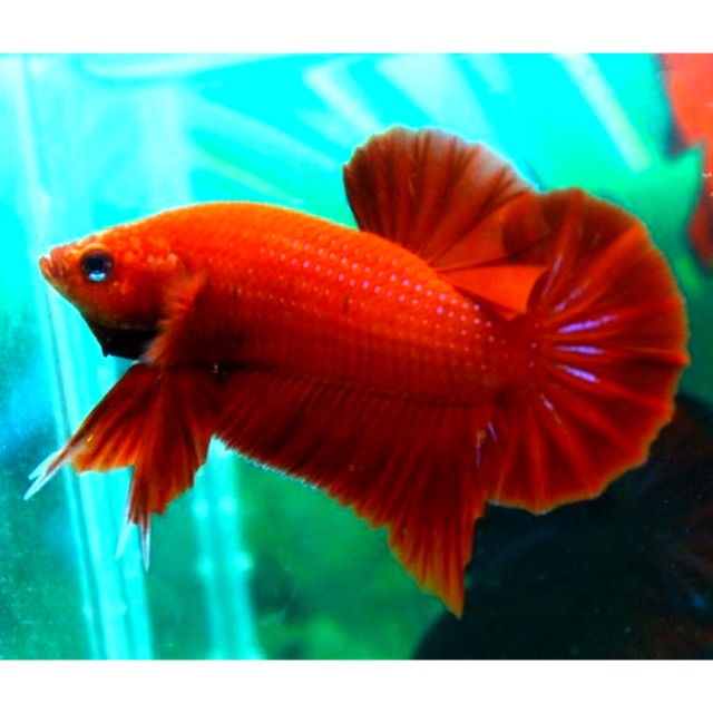 BETTA SUPER RED