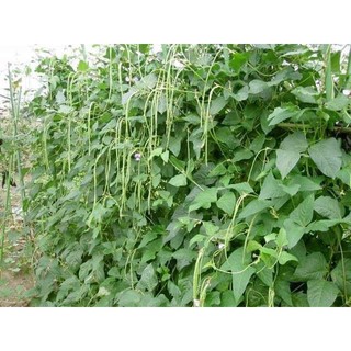Hạt Giống Đậu Đũa - 10 Gram Hạt / Gói