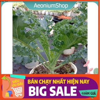 [ COMBO ] 5 Cây Cải Kale Xoắn Xanhヽ(･ˇ∀ˇ･ゞ)