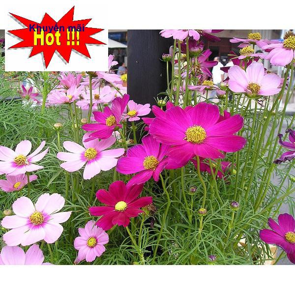 DEAL SHOCK 1K - Hạt giống hoa Sao Nhái Mix - 50 Hạt - Hoa Cánh Bướm - túi zip trồng thử HOA RAU TRỒNG KỊP TẾT