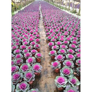 Gói 20 hạt giống hoa bắp cải nhiều màu - Trang Flower