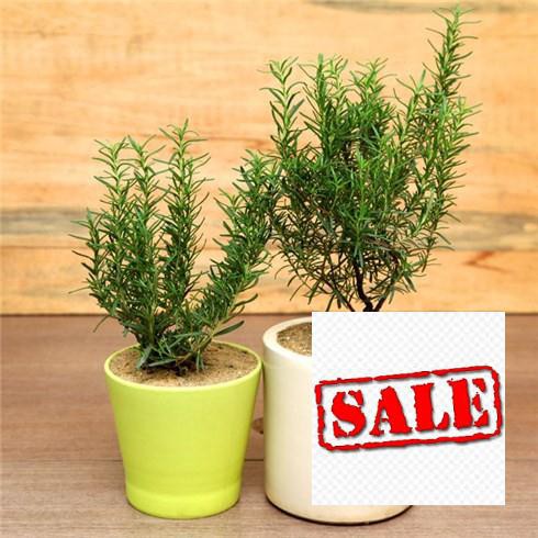 gói 100 hạt giống cỏ hương thảo SALE