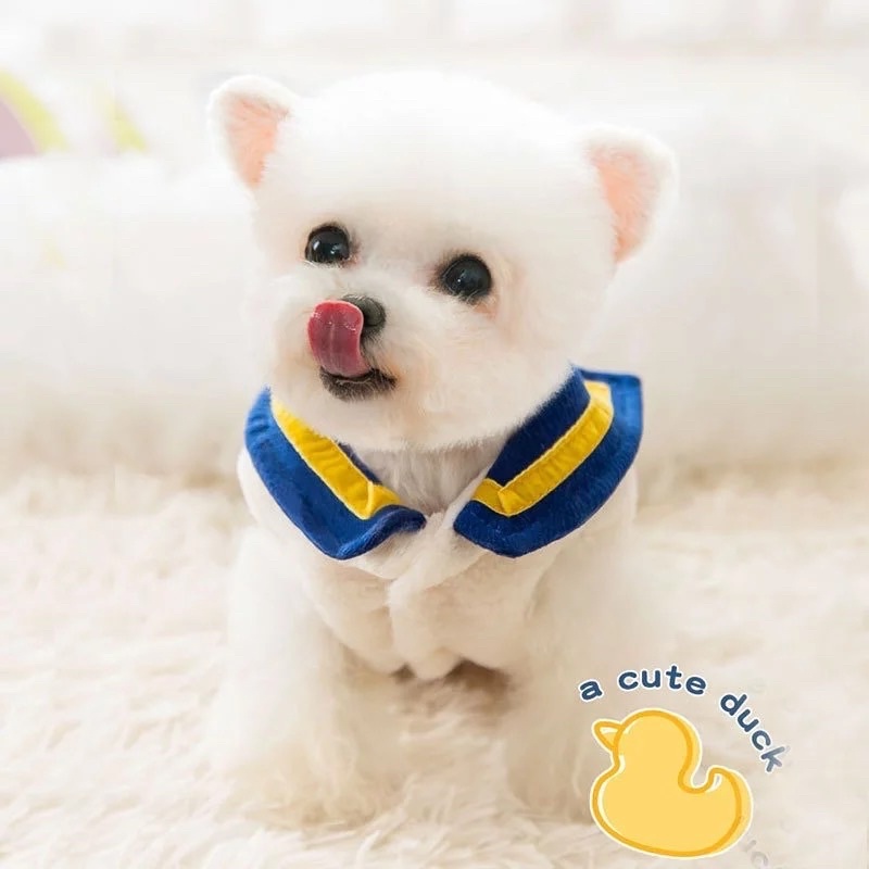 Áo vịt donal cho thú cưng, quần áo cho cho mèo xiêu xinh, áo cosplay dễ thương ❤️