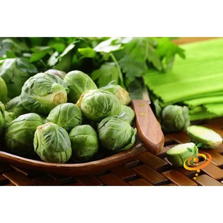 10 Hạt Giống Bắp Cải Mini xanh [CHẤT LƯỢNG]