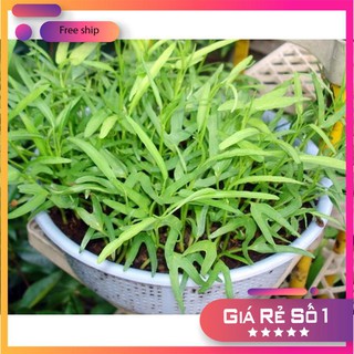 Giống rau muống (100g)