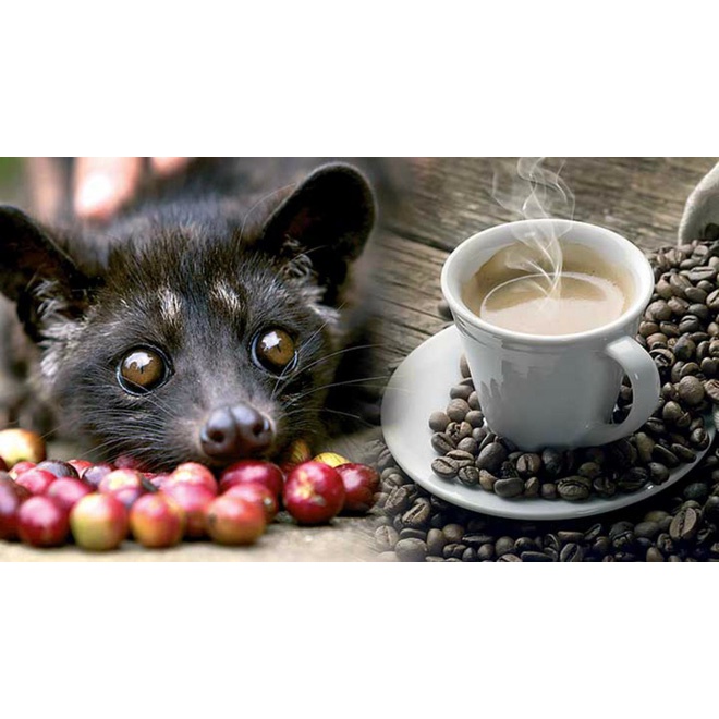 Bịch 500gr cà phê pha phin Chồn đỏ Ban mê Cao Đại Nguyên.