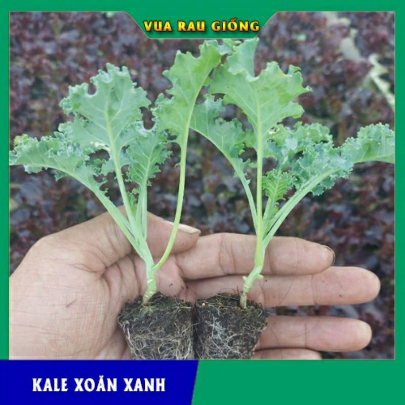 Cây giống cải xoăn kale xanh mỹ khổng lồ chỉ ship miền Bắc không ship miền nam