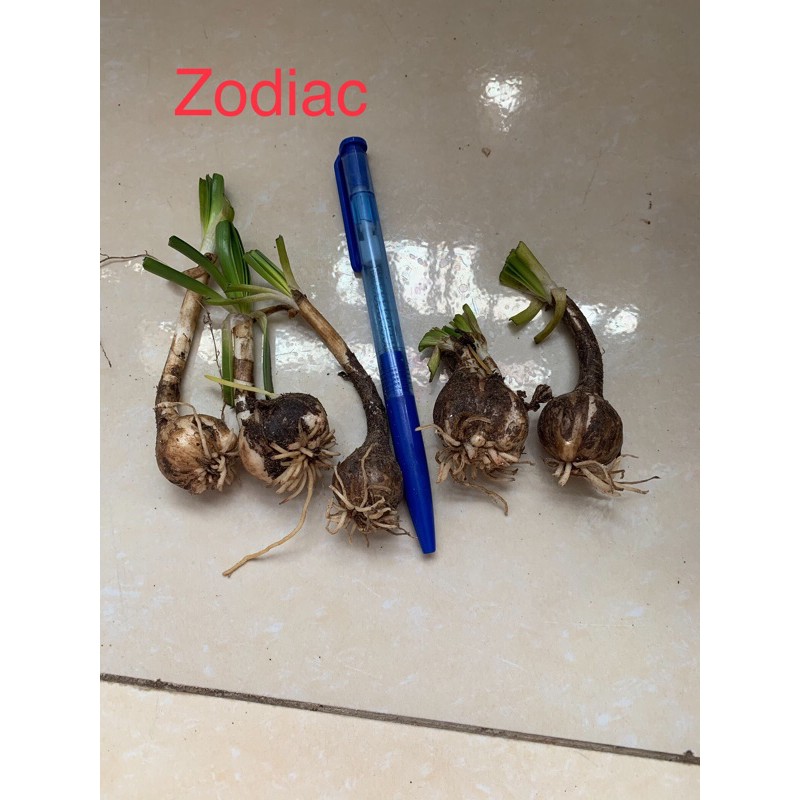 sét 10 củ huệ mưa ngoại zodiac