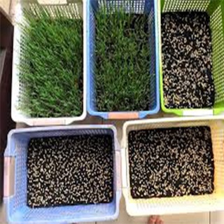 1KG Hạt giống mầm Cỏ Lúa Mì, (Kg) Hạt mầm cỏ Lúa Mạch