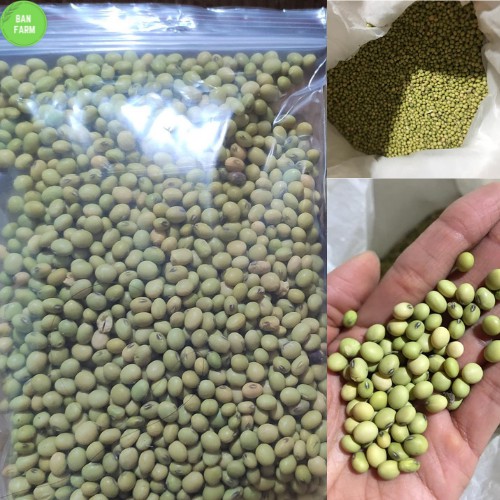 500g đỗ tương quê - đậu nành quê hạt mẩy đẹp