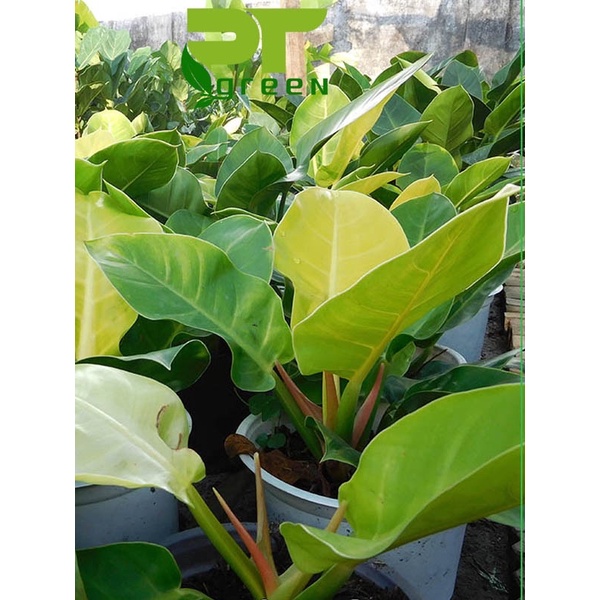 Trầu Bà Đế Vương Đỏ , Xanh và Vàng