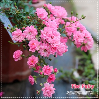 Hoa hồng ngoại The Fairy Rose, hoa chùm hồng phấn cực đẹp - MinaKun Shop