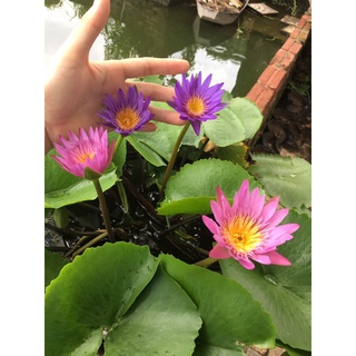 Củ hoa súng Thái nhiều màu