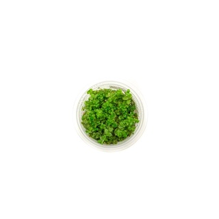 Micranthemum Umbrosum - Cây Trân Châu Cao Lá Tròn - Cây Thuỷ Sinh