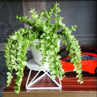 Lan Tim chậu nhựa dây treo