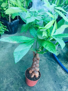 KIM NGÂN BÍNH 3 THÂN LỚN