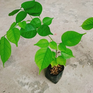 Cây Giáng Hương - caykiengsadec