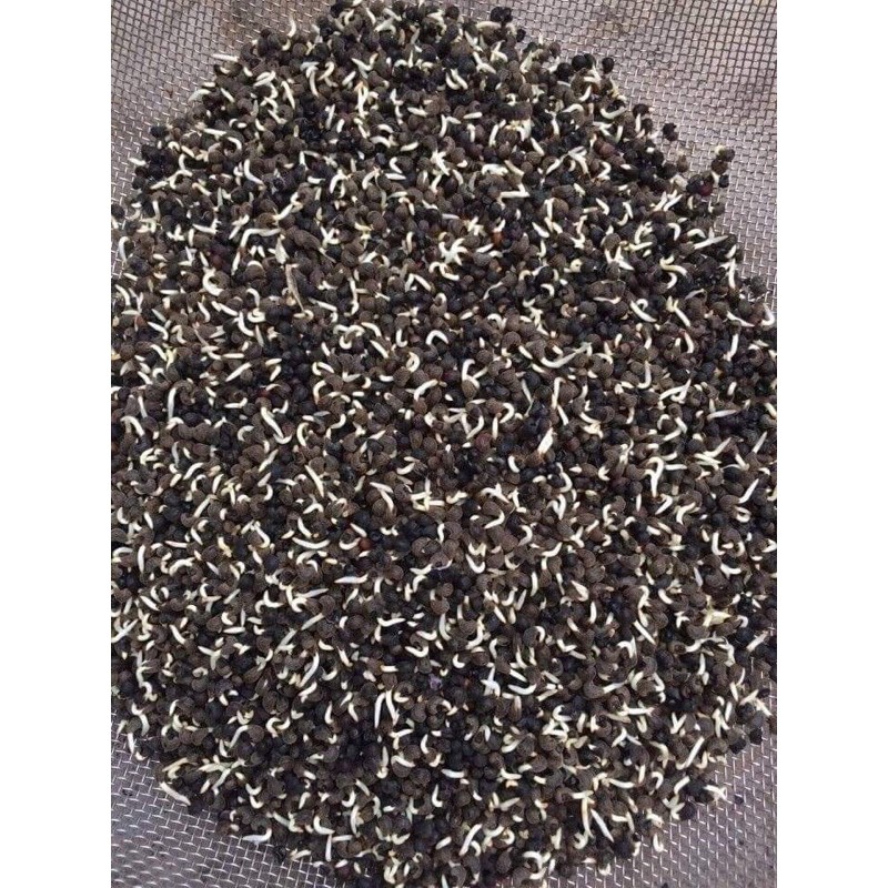 Hạt giống sâm bố chính