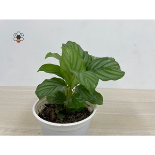 Chậu CÂY ĐUÔI CÔNG TÁO XANH