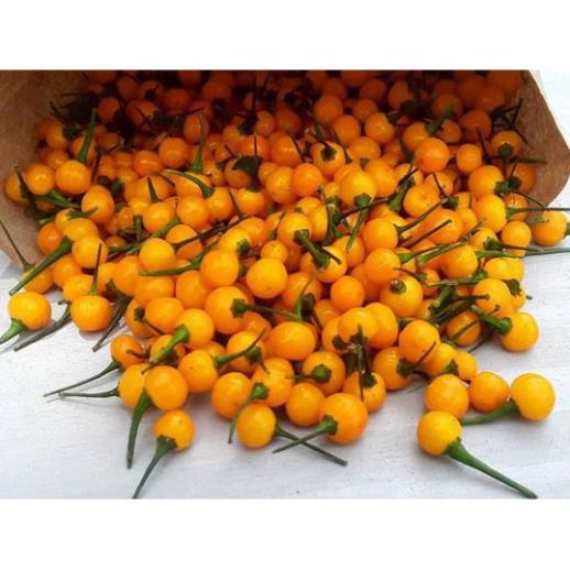 Gói 03 Hạt Giống Ớt Mắc Nhất Thế Giới Aji Charapita 570tr/kg Loại Ớt Ngon Và Đắt Nhất Thế Giới  KHUYẾN MẠI TẾT