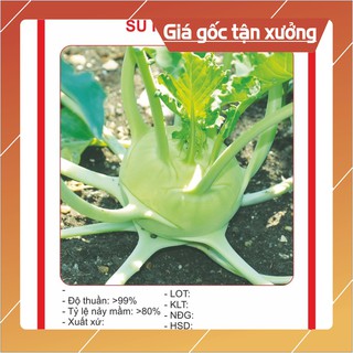 Hạt Giống Su Hào Xanh 0.5gr ~ 100 hạt Hạt giống