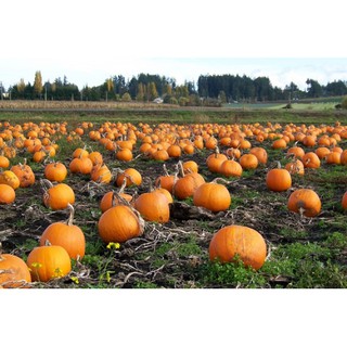 Hạt giống bí ngô khổng lồ - tặng kèm 1 gói hạt giống ngẫu nhiên