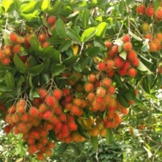 Cây giống chôm chôm thái ươm hạt
