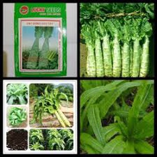 Hạt giống rau diếp tây (2g)