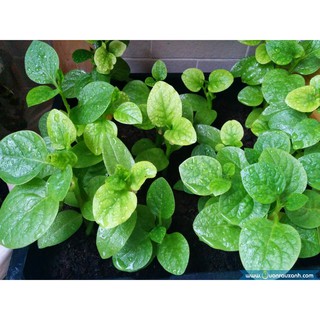 Hạt Giống Mồng Tơi 20gr