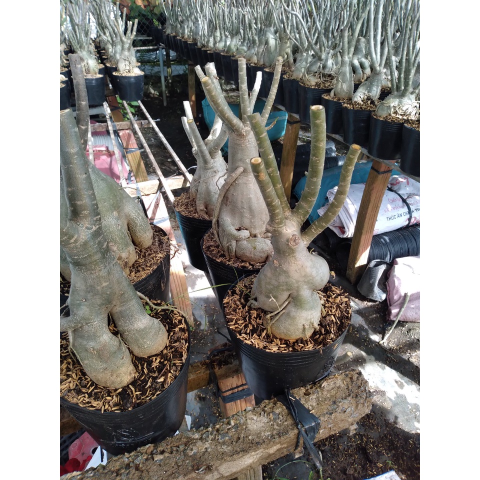 Cây Hoa Sứ Thái Ghép Nhiều Màu - cây cảnh trong nhà - caykiengsadec