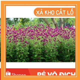 (SALE LỚN) 100 hạt hoa cúc bách nhật tím đậm