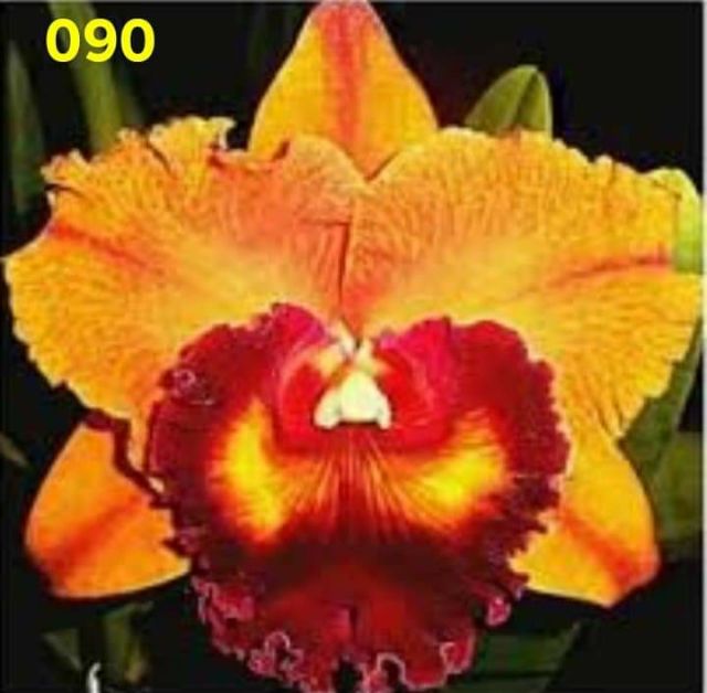 Cattleya cây giống mix màu