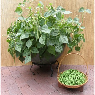 Hạt giống Phú Điền - VN Gói 50 gram hạt giống đậu cove bụi - tỷ lệ nảy mầm