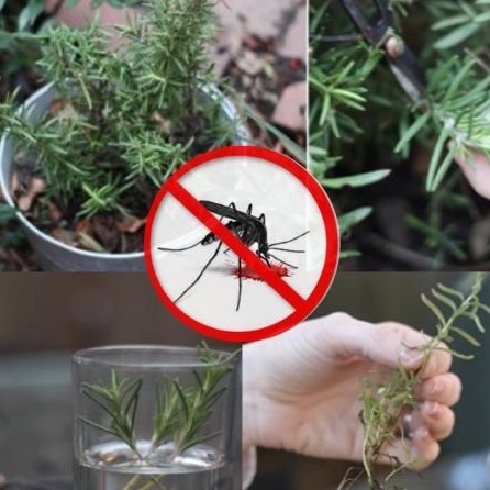 Lá Hương Thảo - Gia Vị Nấu Ăn, Xông Hơi Da, Xông Phòng Đuổi Muỗi