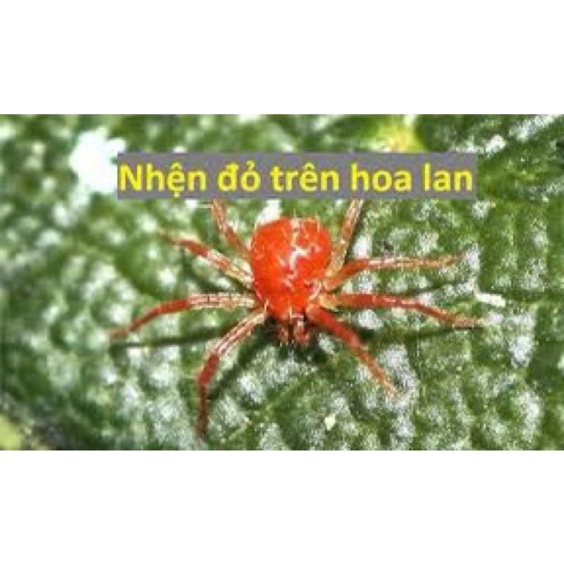 Thuốc trừ nhện Saromite 57EC trừ nhện đỏ, nhện gié, nhện lông nhung, các loại nhện đã kháng thuốc